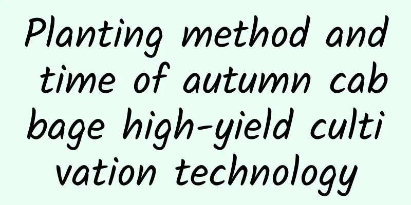 Planting method and time of autumn cabbage high-yield cultivation technology