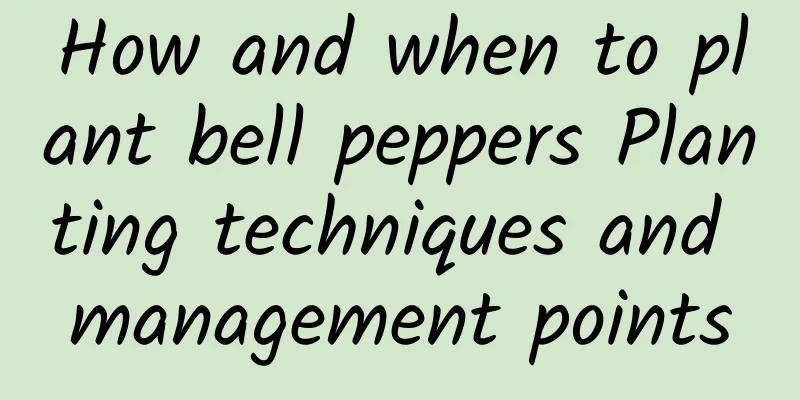 How and when to plant bell peppers Planting techniques and management points