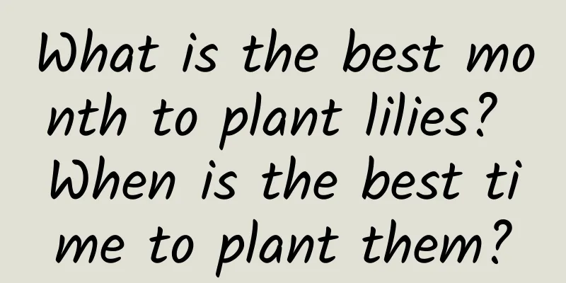 What is the best month to plant lilies? When is the best time to plant them?