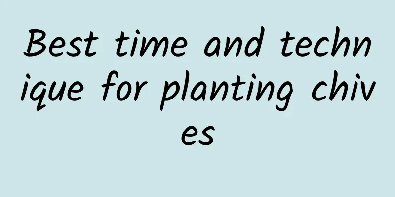 Best time and technique for planting chives