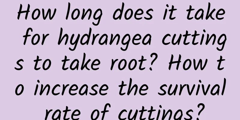 How long does it take for hydrangea cuttings to take root? How to increase the survival rate of cuttings?