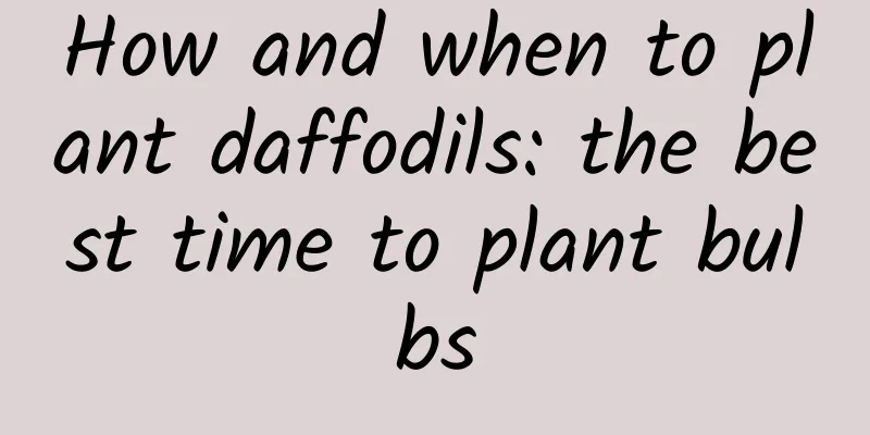 How and when to plant daffodils: the best time to plant bulbs