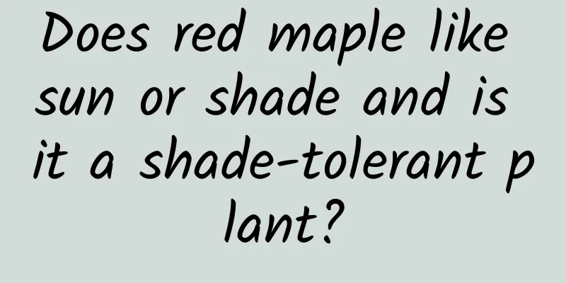 Does red maple like sun or shade and is it a shade-tolerant plant?
