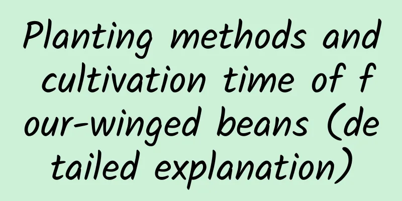 Planting methods and cultivation time of four-winged beans (detailed explanation)