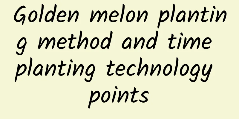 Golden melon planting method and time planting technology points