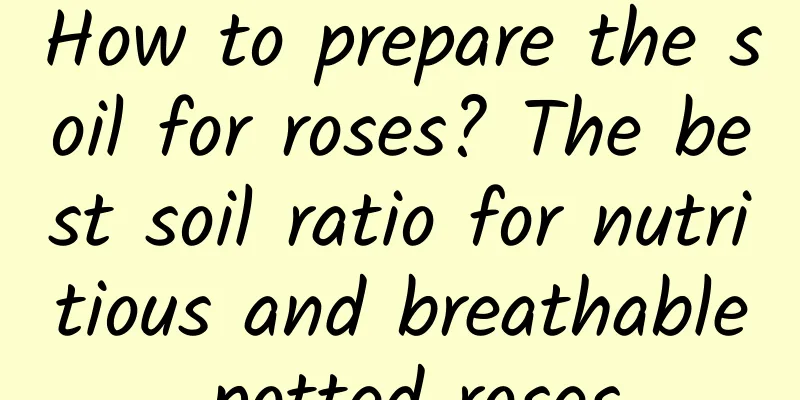 How to prepare the soil for roses? The best soil ratio for nutritious and breathable potted roses