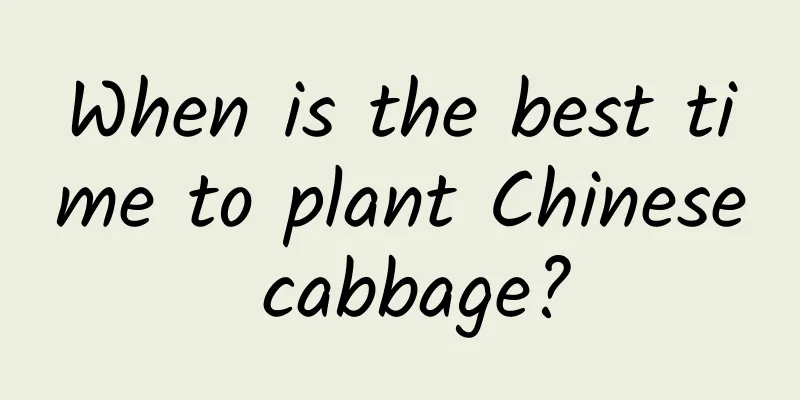 When is the best time to plant Chinese cabbage?