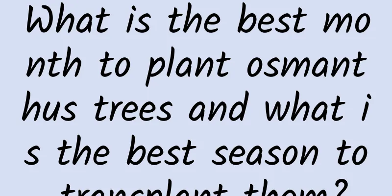 What is the best month to plant osmanthus trees and what is the best season to transplant them?