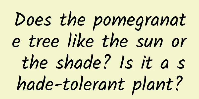 Does the pomegranate tree like the sun or the shade? Is it a shade-tolerant plant?