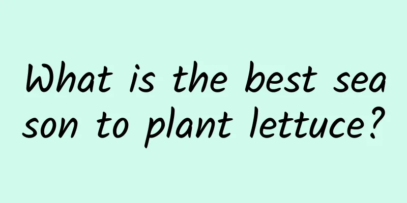What is the best season to plant lettuce?