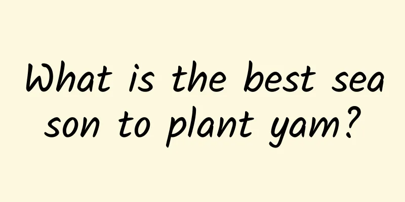 What is the best season to plant yam?