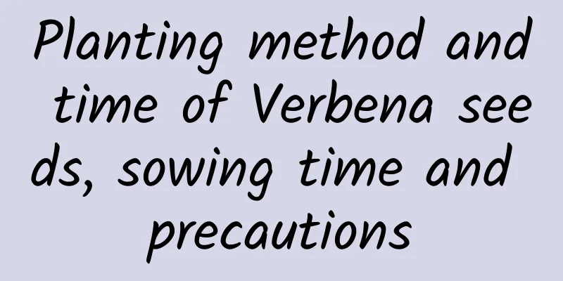 Planting method and time of Verbena seeds, sowing time and precautions