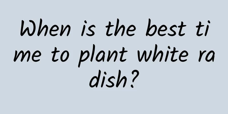 When is the best time to plant white radish?