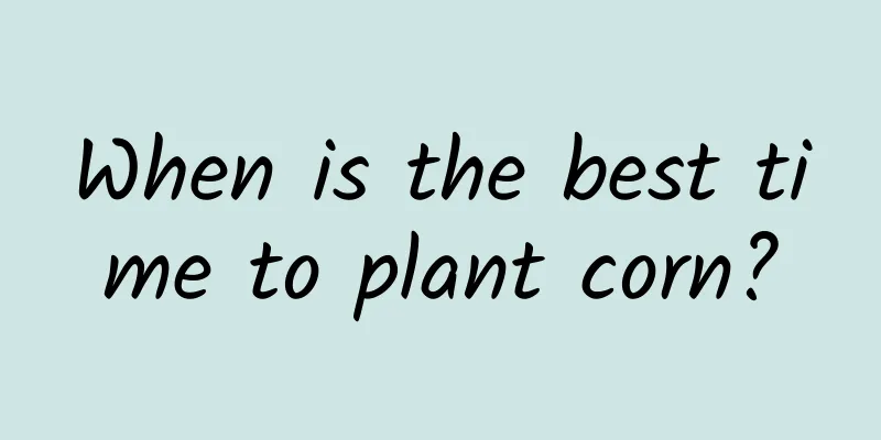 When is the best time to plant corn?
