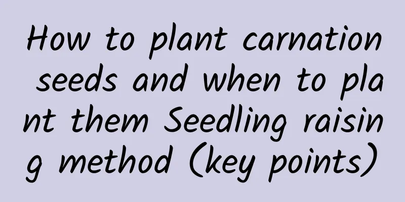 How to plant carnation seeds and when to plant them Seedling raising method (key points)