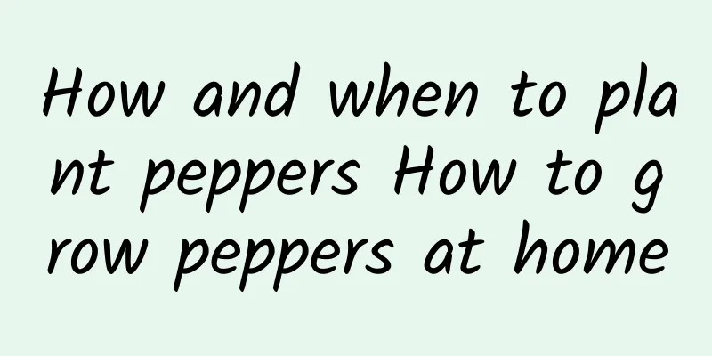 How and when to plant peppers How to grow peppers at home