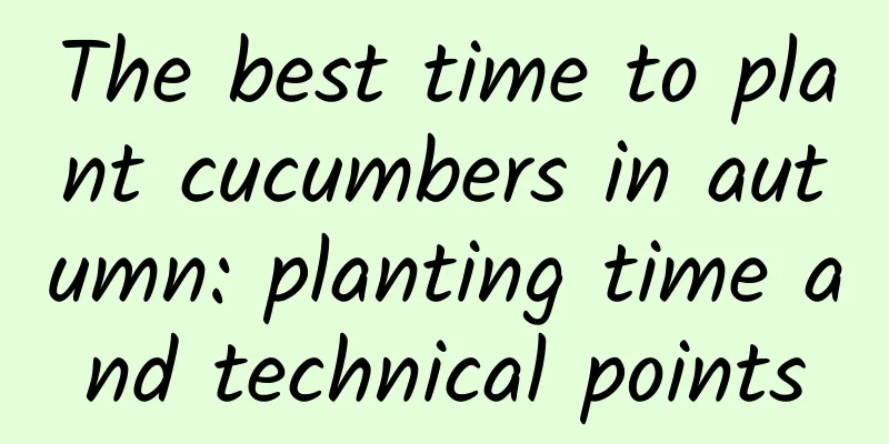 The best time to plant cucumbers in autumn: planting time and technical points