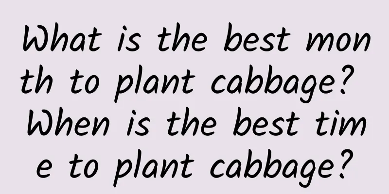 What is the best month to plant cabbage? When is the best time to plant cabbage?