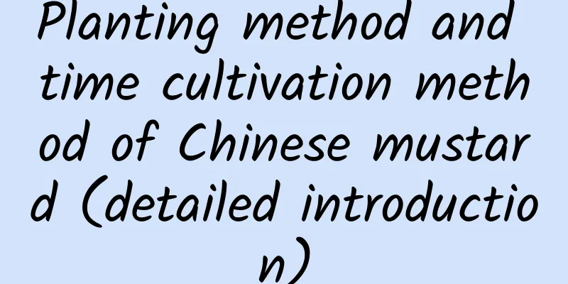 Planting method and time cultivation method of Chinese mustard (detailed introduction)
