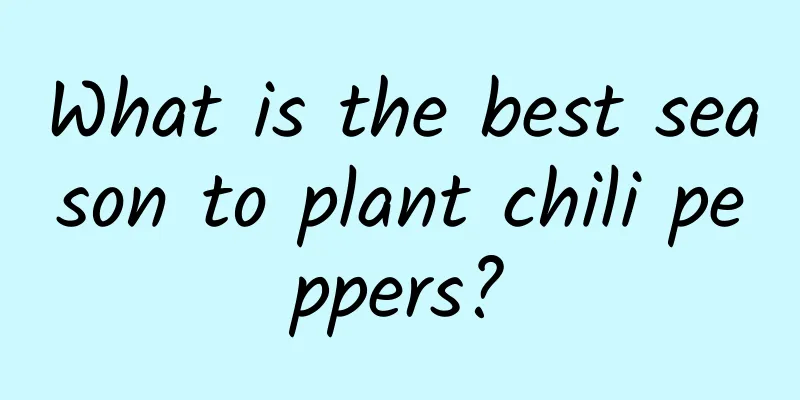 What is the best season to plant chili peppers?