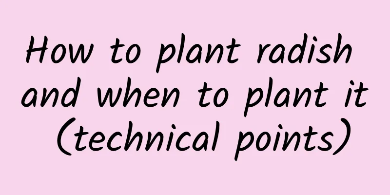 How to plant radish and when to plant it (technical points)
