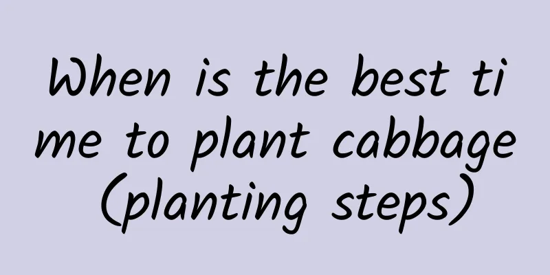 When is the best time to plant cabbage (planting steps)