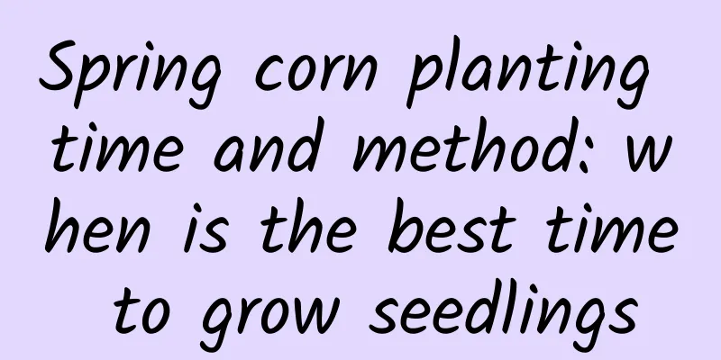 Spring corn planting time and method: when is the best time to grow seedlings
