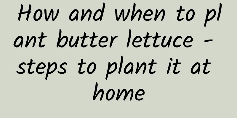 How and when to plant butter lettuce - steps to plant it at home