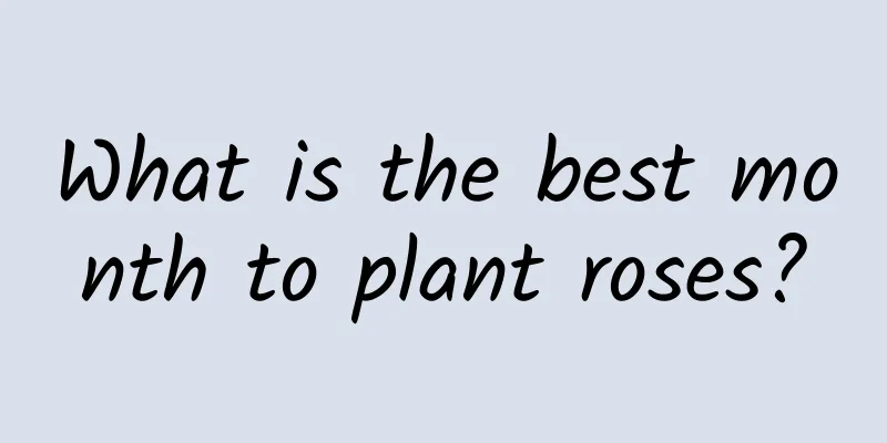 What is the best month to plant roses?