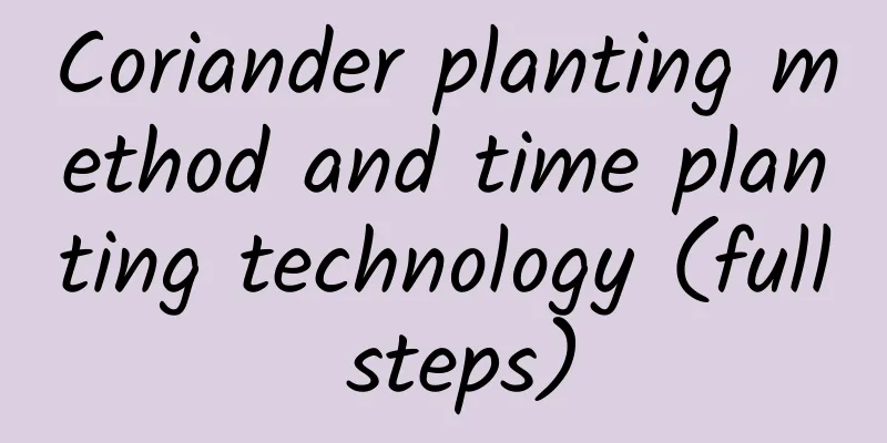 Coriander planting method and time planting technology (full steps)