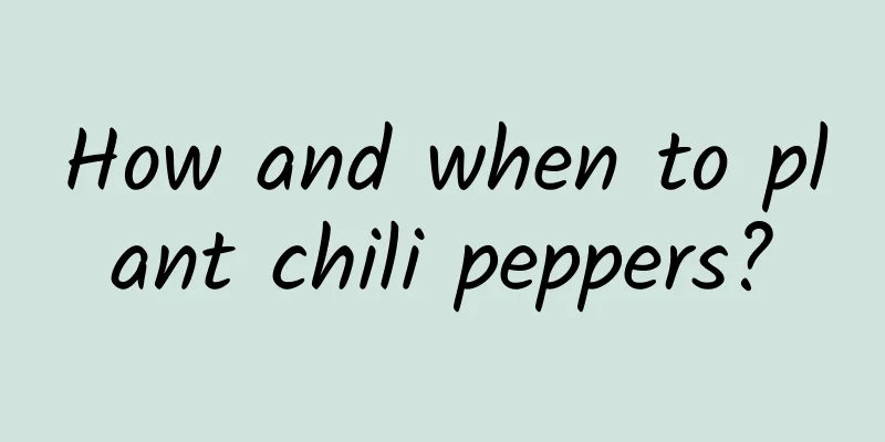 How and when to plant chili peppers?