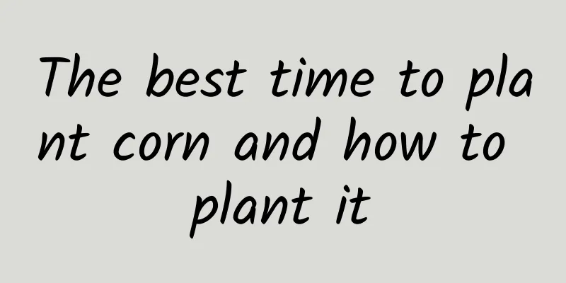 The best time to plant corn and how to plant it