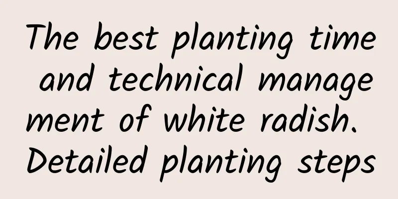 The best planting time and technical management of white radish. Detailed planting steps