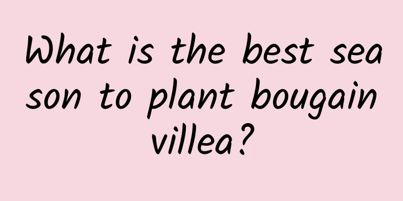 What is the best season to plant bougainvillea?