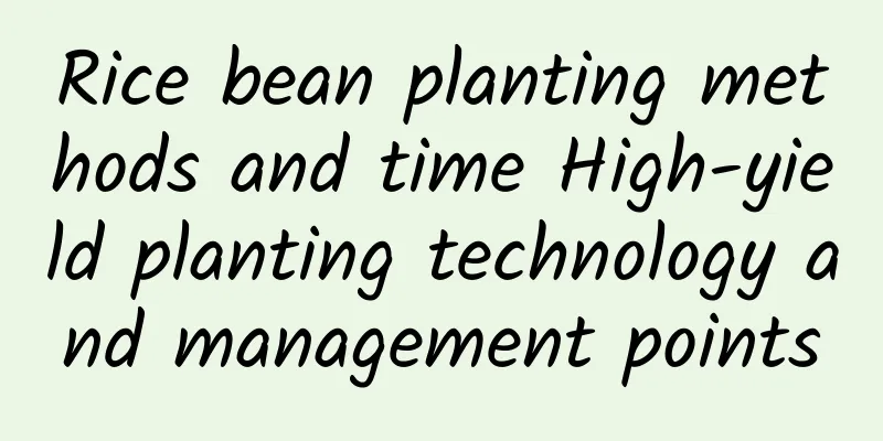 Rice bean planting methods and time High-yield planting technology and management points