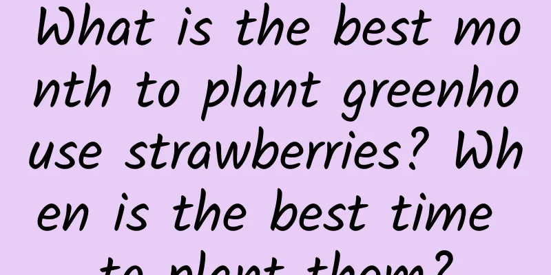 What is the best month to plant greenhouse strawberries? When is the best time to plant them?