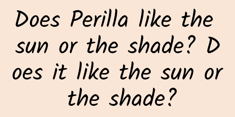 Does Perilla like the sun or the shade? Does it like the sun or the shade?