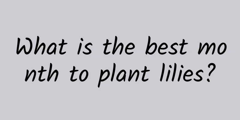 What is the best month to plant lilies?