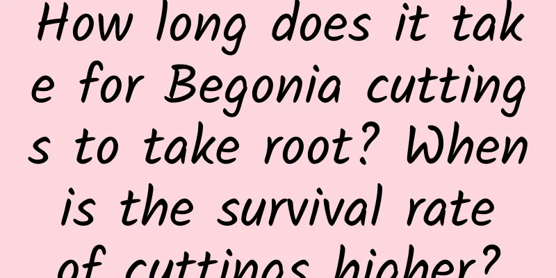 How long does it take for Begonia cuttings to take root? When is the survival rate of cuttings higher?