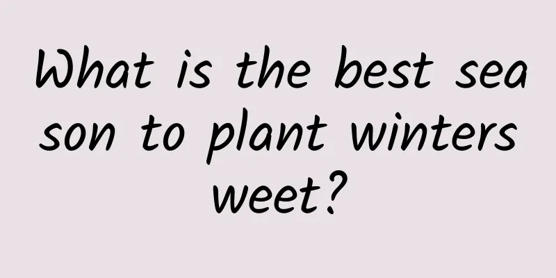 What is the best season to plant wintersweet?