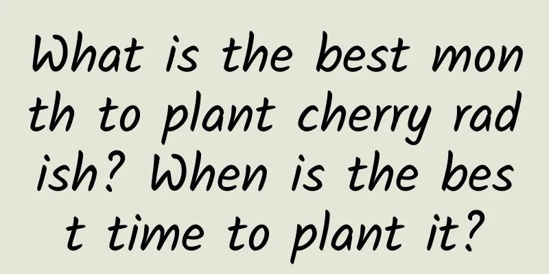 What is the best month to plant cherry radish? When is the best time to plant it?