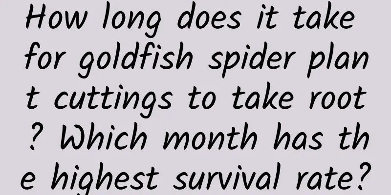 How long does it take for goldfish spider plant cuttings to take root? Which month has the highest survival rate?