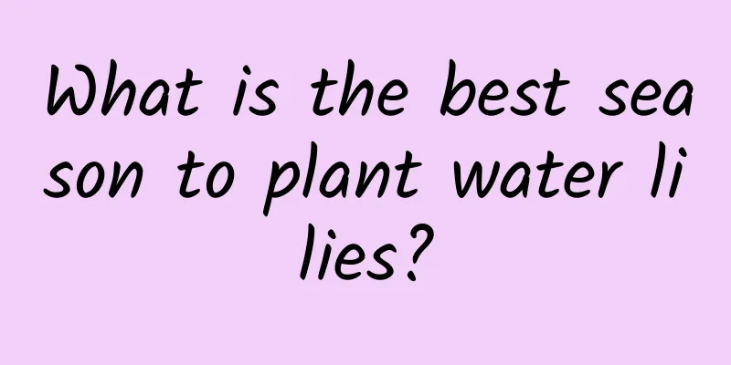 What is the best season to plant water lilies?