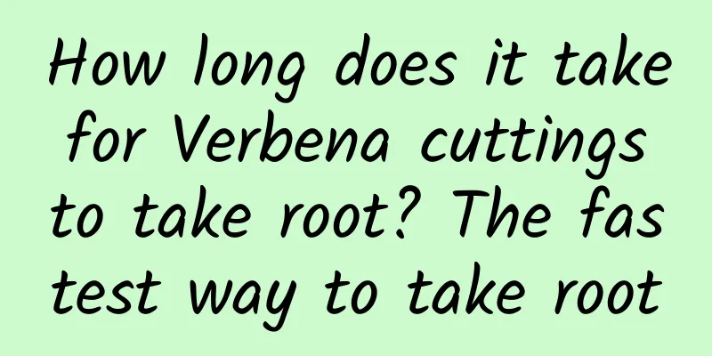 How long does it take for Verbena cuttings to take root? The fastest way to take root