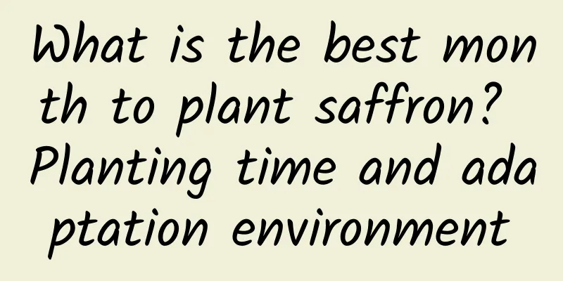 What is the best month to plant saffron? Planting time and adaptation environment