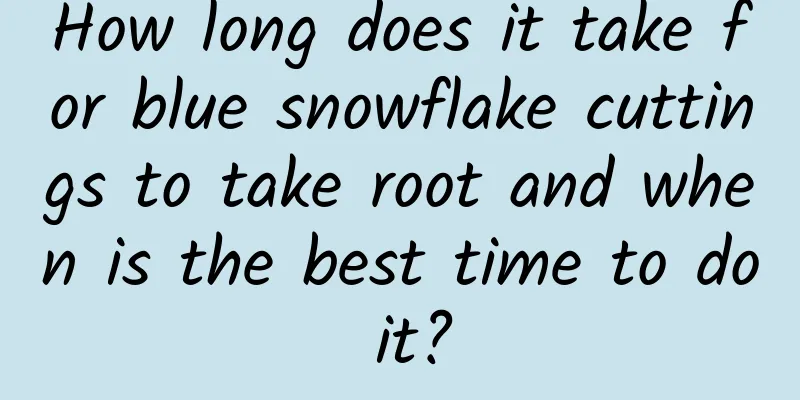 How long does it take for blue snowflake cuttings to take root and when is the best time to do it?