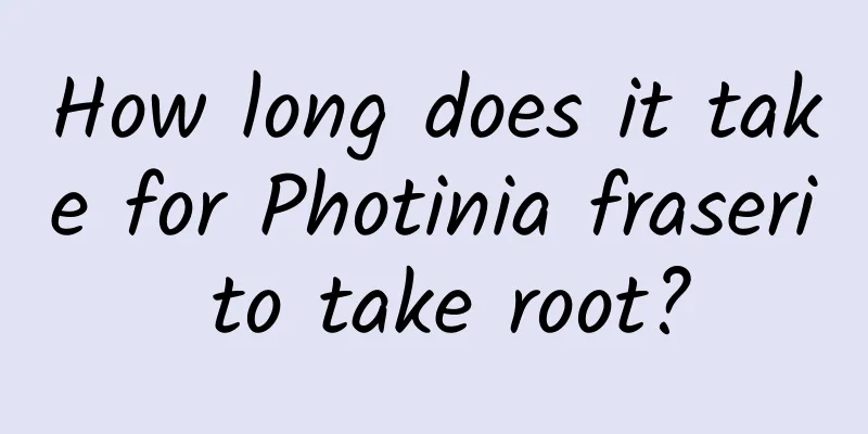 How long does it take for Photinia fraseri to take root?