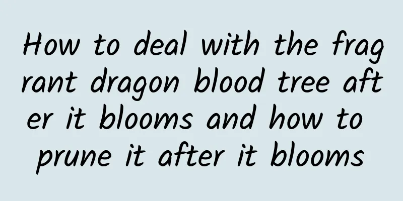 How to deal with the fragrant dragon blood tree after it blooms and how to prune it after it blooms