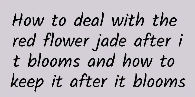 How to deal with the red flower jade after it blooms and how to keep it after it blooms