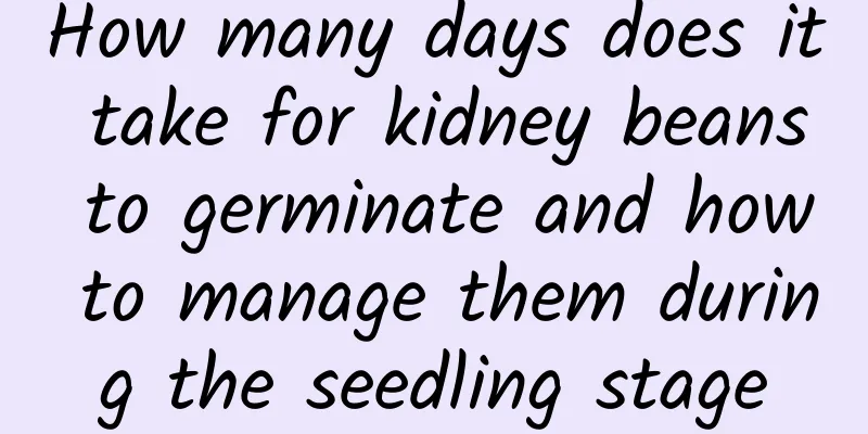 How many days does it take for kidney beans to germinate and how to manage them during the seedling stage